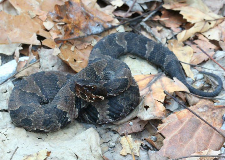 Cottonmouth